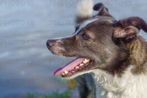 Close-up of a border collie dog's face with tongue out with a river with green leaves in the background