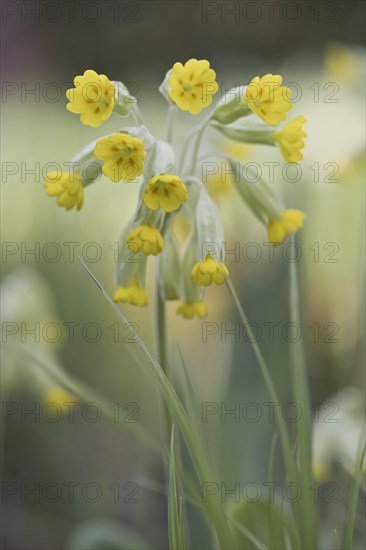 Common cowslip