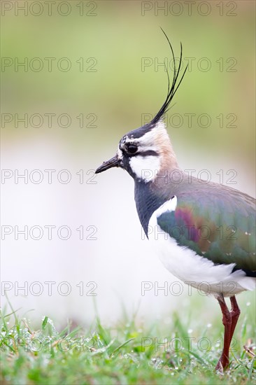 Northern lapwing