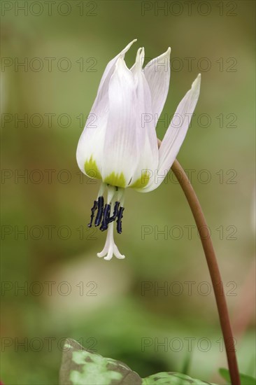 Dog's tooth violet