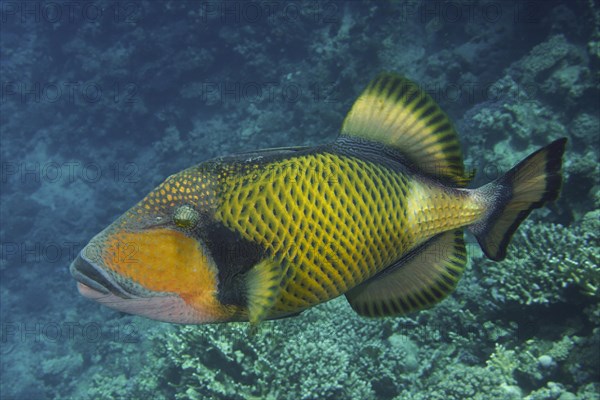 Titan triggerfish