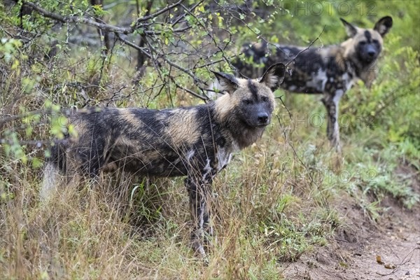 African wild dogs