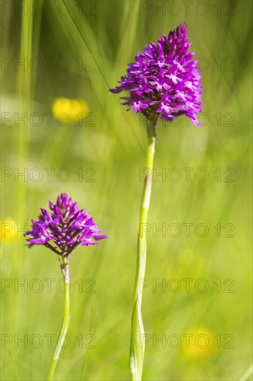 Pyramidal orchid