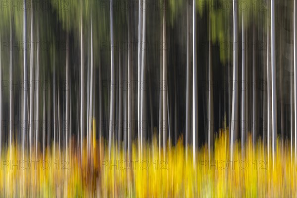 Spruce forest in the Swabian Alb in autumn