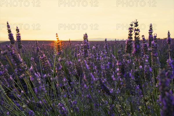 Flowering lavender