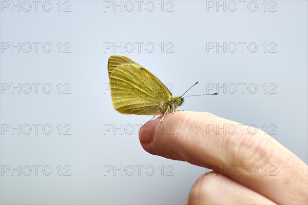 Large cabbage white