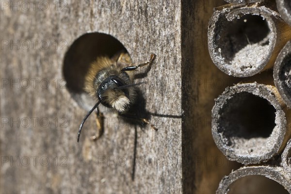 Rusty red mason bee