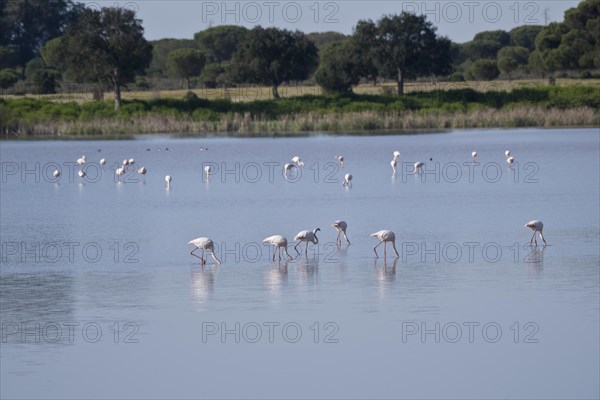 Greater flamingos