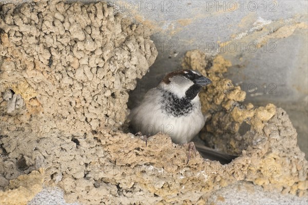 House sparrow