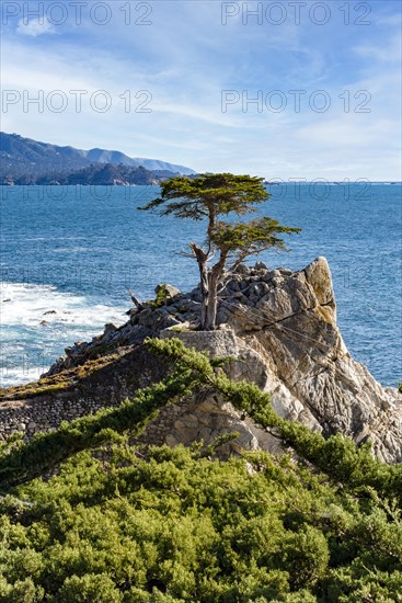 Lone Cypress Tree on 7 Mile Drive. 17 Mile Drive is a scenic road through Pebble Beach and Pacific Grove on the Monterey Peninsula in Northern California