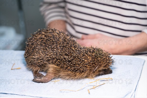 European hedgehog