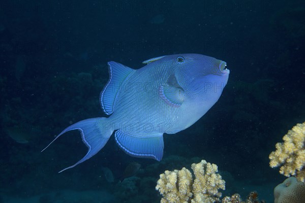 Blue triggerfish