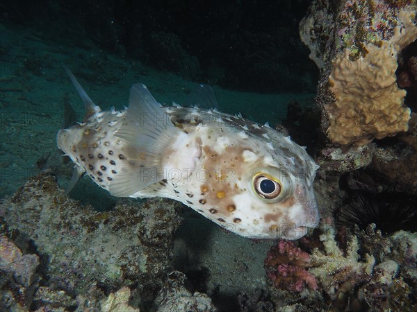 Spotbase burrfish