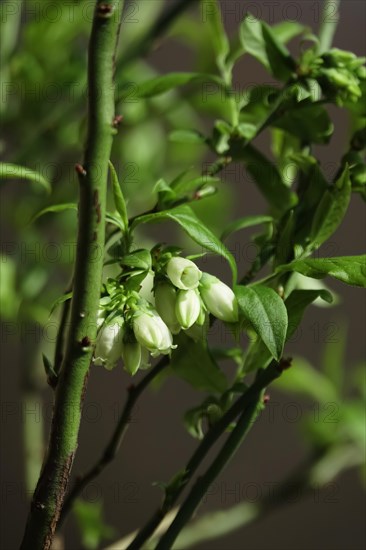 Blueberry bush