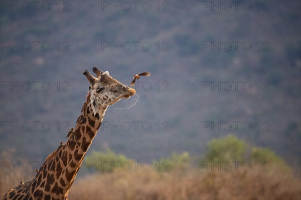 Single giraffe