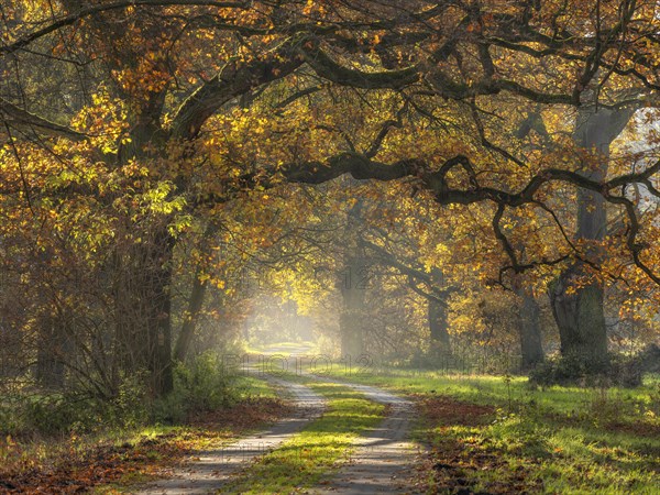 Oak avenue in autumn