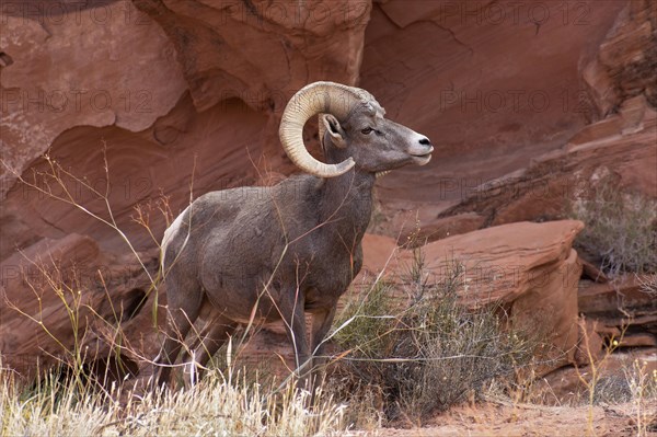 Desert bighorn sheep