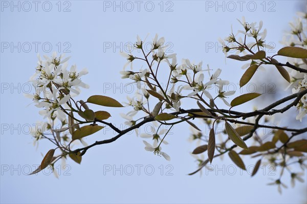 Rocky pear