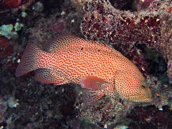 Caribbean grouper