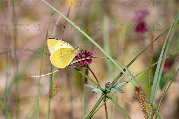 Palaeno sulphur