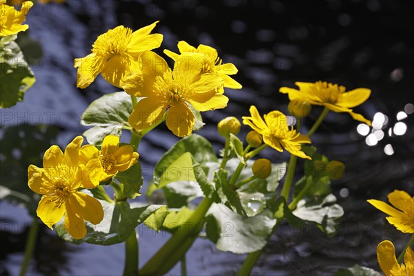 Flowering marsh marigold