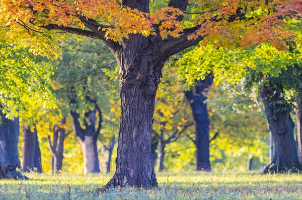 Trees in autumn with colourful foliage