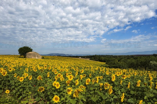 Sunflowers in bloom