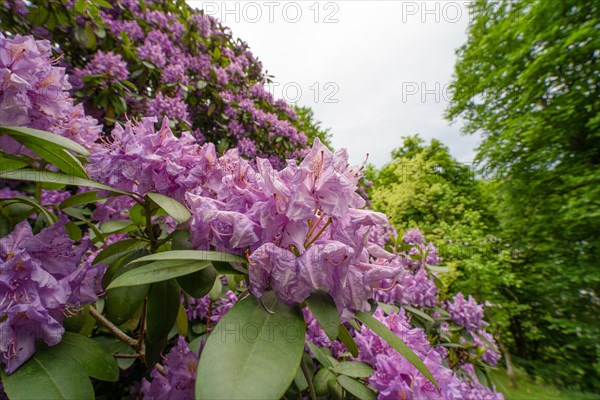 Flowering bushes in the spa gardens