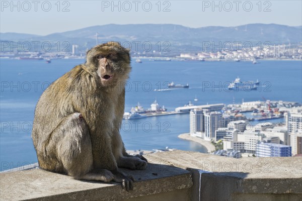 Barbary macaque