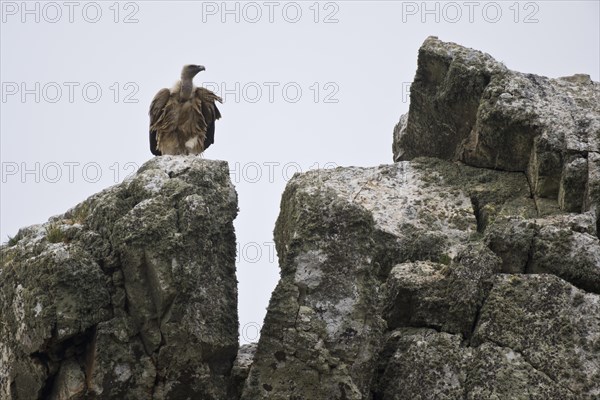 Griffon Vulture