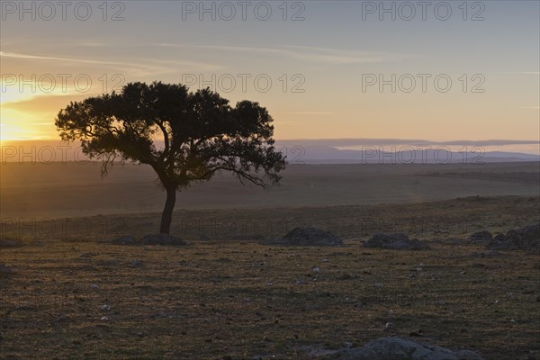 Holm oak