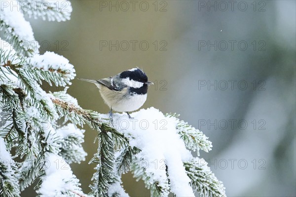 Coal tit