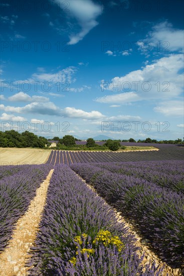 Flowering lavender