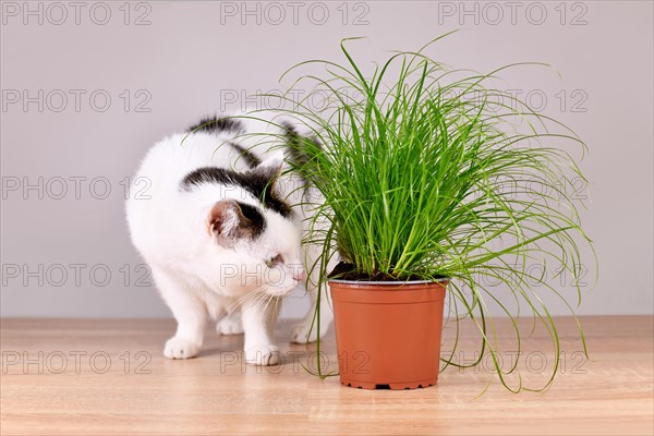 Cat next to potted grass 'Cyperus Zumula' used for cats to help them throw up hair balls