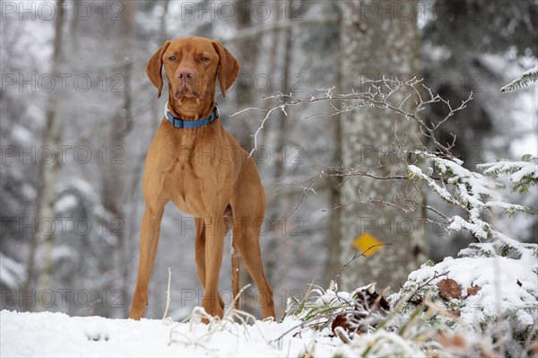 Roevidszoru Magyar Vizsla