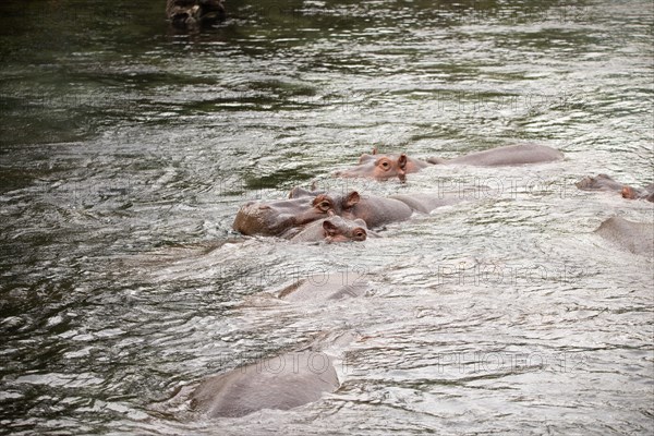 Niel horses chilling in the sunshine in a river in Tsavo East National Park in Kenya Africa