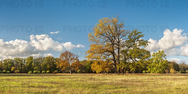 Solitary oaks in the Elbe meadows in autumn