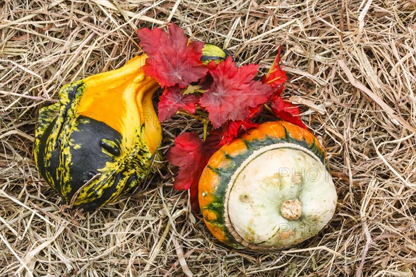 Ornamental pumpkins on hay