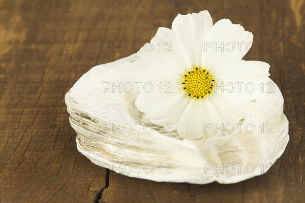 Still Life with Cosmea Flower