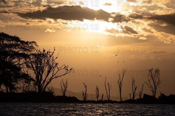 Dead trees in a lake