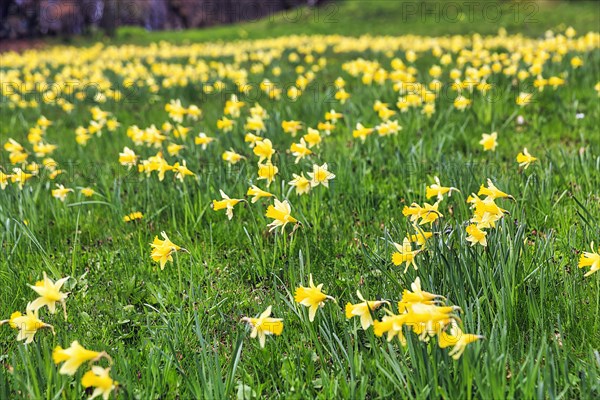 Daffodil meadow