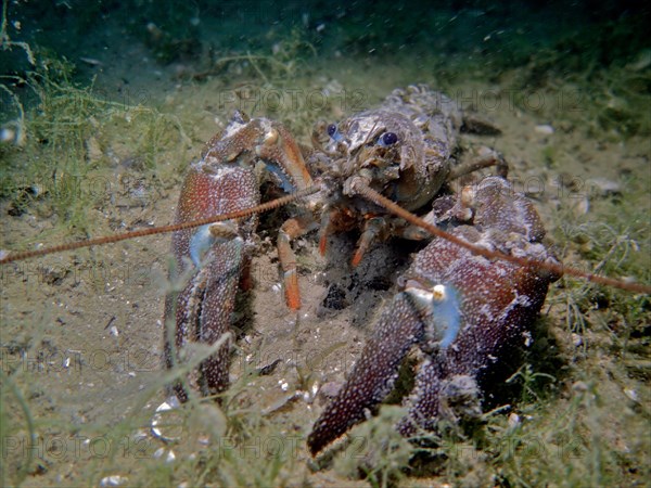 Signal crayfish