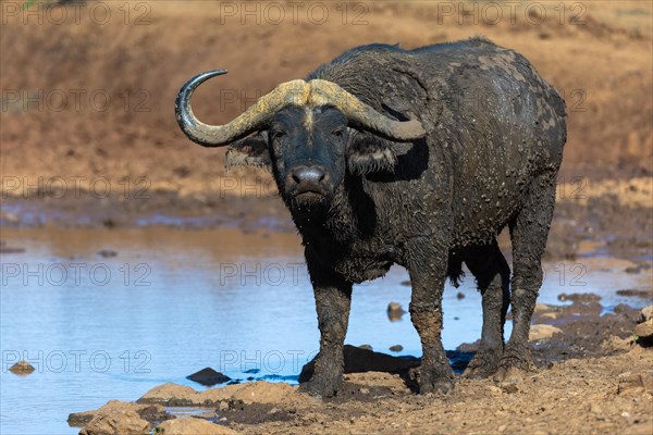 African buffalo