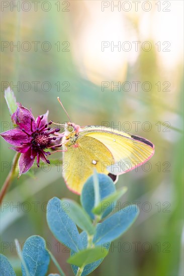 Palaeno sulphur