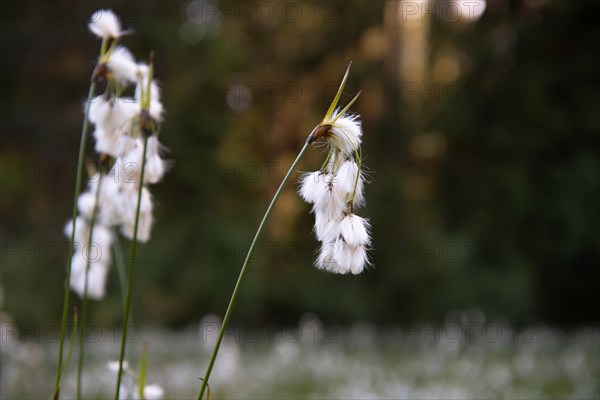 Common cottongrass