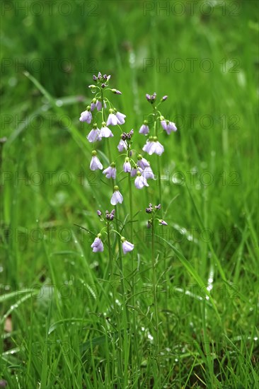 Cuckoo flower