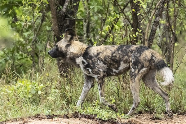 African wild dog