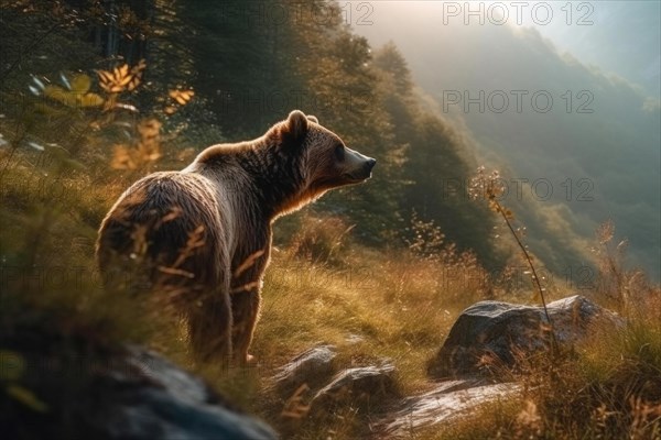 A brown bear in alpine terrain in a steep forest clearing