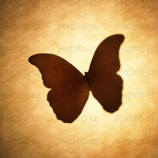 Butterfly Silhouette Sepia