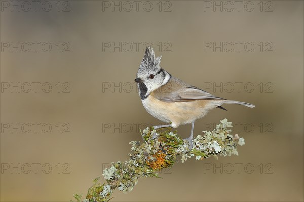 Crested tit